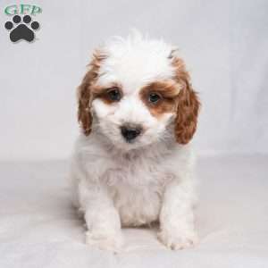 Franklyn, Cavapoo Puppy
